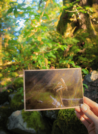 Image 3 of The Wandering Post Card