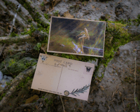 Image 1 of The Wandering Post Card