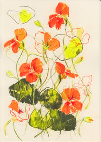 Nasturtiums no. 3