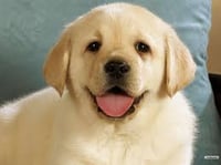 What Are Some Rules for Dogs to Become ESAs 2022