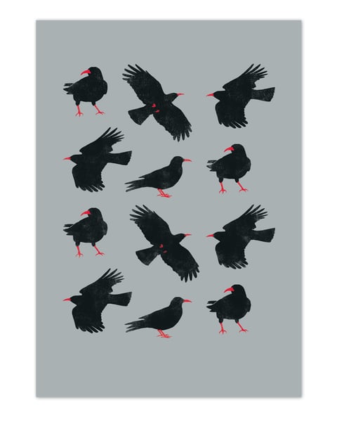Image of Alright Bird - Choughs