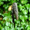 Irish Bog Oak Crow Amulet (DAM533)