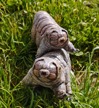 Image 5 of Tardigrade Hypsibius Dujardini