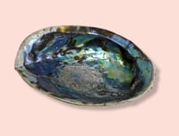 6" abalone shells