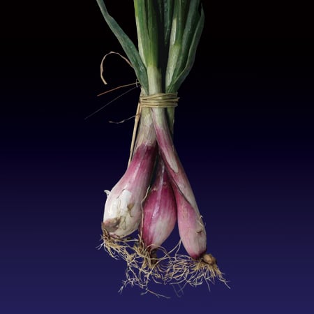 Image of I cipudda scalogn (Shallots) print - 2022 edition 