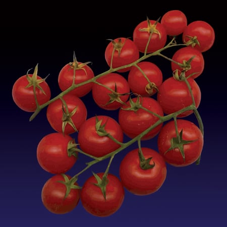 Image of U Pumaruricchiu (Cherry tomatoes) print - 2022 edition 