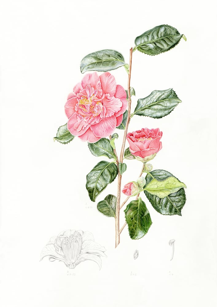Image of Camellia japonica - Original Watercolour and Graphite
