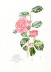 Camellia japonica - Original Watercolour and Graphite
