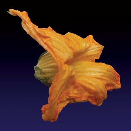 Image of U ciuru ri cucuzza (The pumpkin flower) print - 2022 edition 