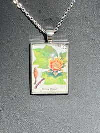 Image 1 of Yellow Poplar