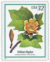 Image 2 of Yellow Poplar