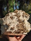 Gourmet Italian Oyster Mushroom Grow Kit