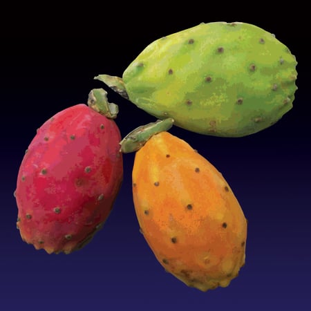 Image of I ficur’innia (Prickly Pear) print - 2022 edition