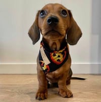 Image 1 of Pumpkin Face Halloween Bandana 