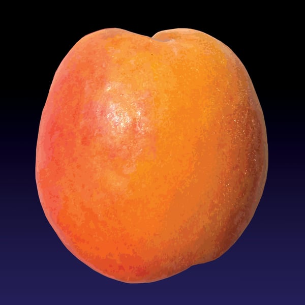 Image of  U pircoca (The apricot) print - 2022 edition 