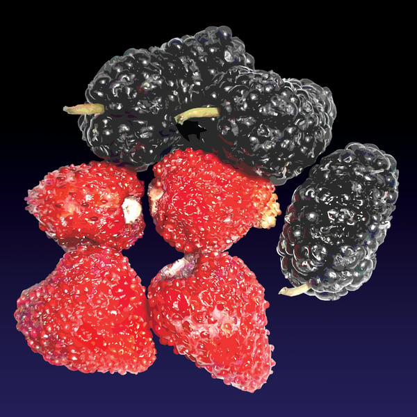 Image of I frauli e ceusi niuri (Baby strawberries & mulberries) print - 2022 edition