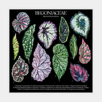 Image 4 of Begonia Species Poster