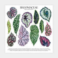 Image 3 of Begonia Species Poster