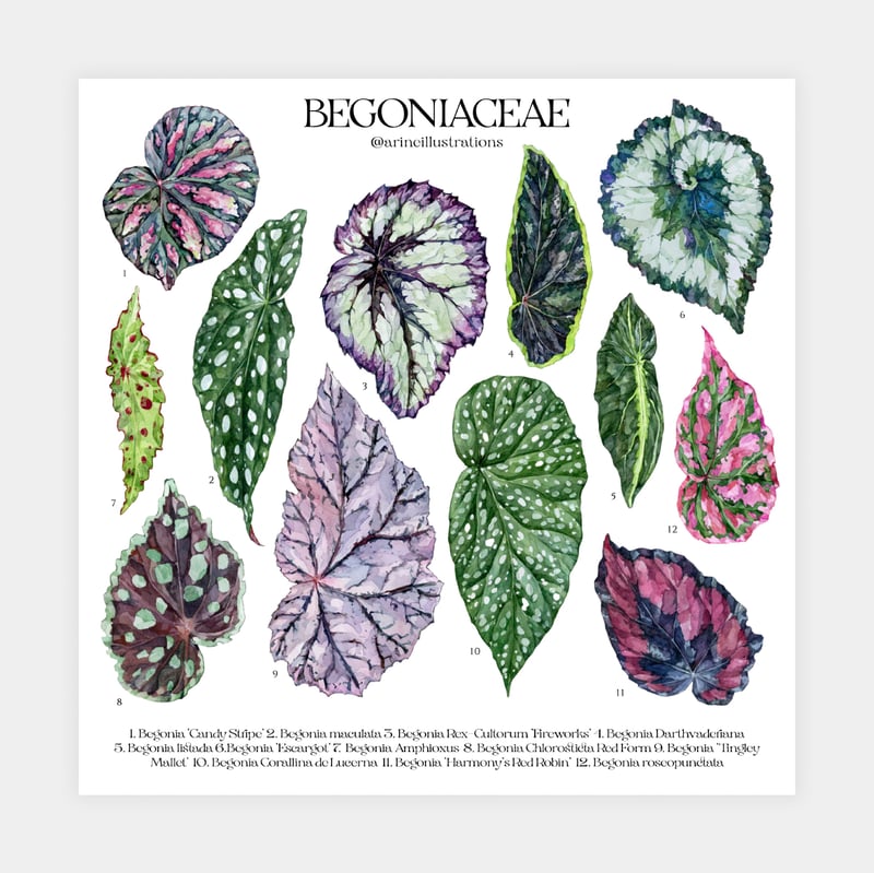 Begonia Species Poster | arineillustrations