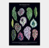 Image 2 of Begonia Species Poster