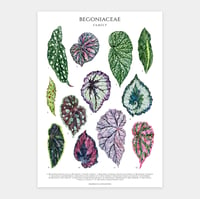 Image 1 of Begonia Species Poster