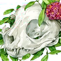 Image 3 of Cat Skull with Hoya Original