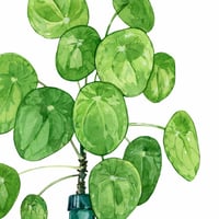 Image 3 of Pilea Peperomioides in Wolfsbane Tea Bottle Original