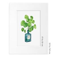 Image 2 of Pilea Peperomioides in Wolfsbane Tea Bottle Original