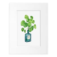 Image 1 of Pilea Peperomioides in Wolfsbane Tea Bottle Original