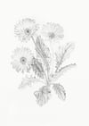 Gerbera jamesonii - Original Botanical Graphite Drawing