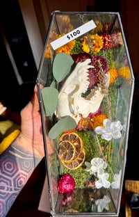 Image 3 of Raccoon Skull Coffin Terrarium 