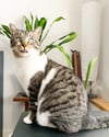 Window Perch, fine art print