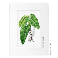 Image 2 of Philodendron Erubescens Сutting Original