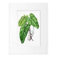 Image 1 of Philodendron Erubescens Сutting Original