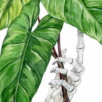 Image 3 of Philodendron Erubescens Сutting Original
