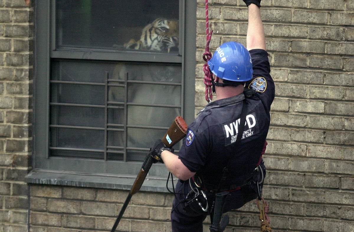 Image of “Tiger in Harlem Project" 