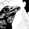 Raven