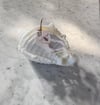 Rosemary Conch Shell Sculptural Soy Candle 