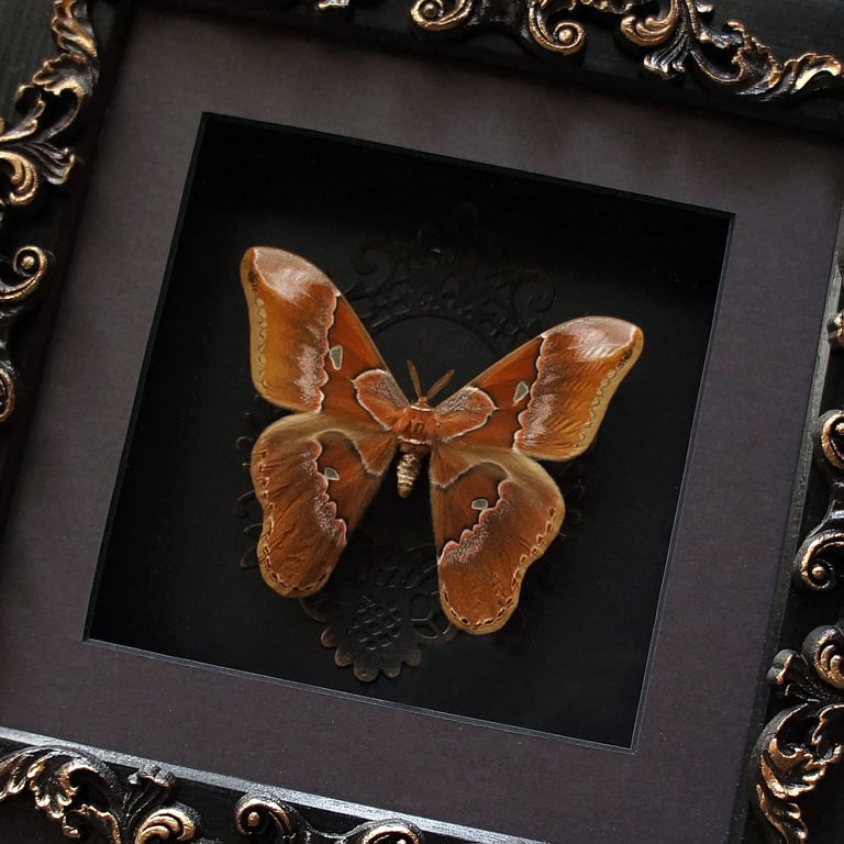 Orizaba silkmoth in a backlit frame Image 3