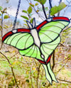 Luna Moth