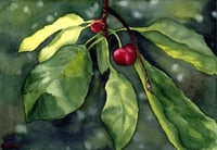 Image 1 of Ripe Cherries