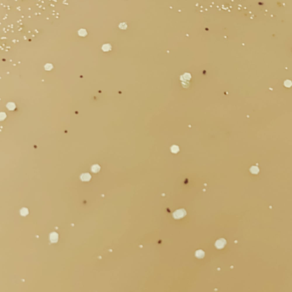 Image of Pick Your Fall Wax Brittle! (2oz portion)