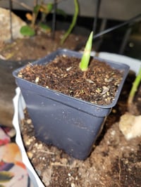 Image 2 of Heirloom( Non GMO), Organic Turmeric plant