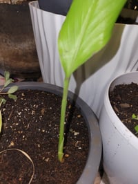 Image 1 of Heirloom( Non GMO), Organic Turmeric plant