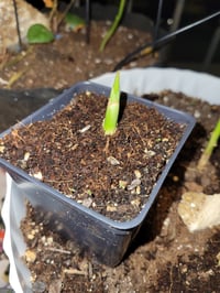 Image 3 of Heirloom( Non GMO), Organic Turmeric plant