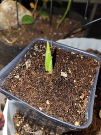 Image 4 of Heirloom( Non GMO), Organic Turmeric plant