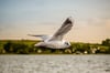 Gliding Seagull to the Horizon