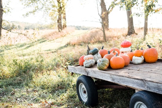 Image of Fall Mini Sessions RESERVATION - McReath Pumpkin Farm