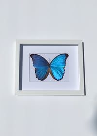 Image 2 of Blue Morpho Butterfly