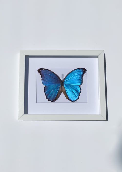 Image of Blue Morpho Butterfly